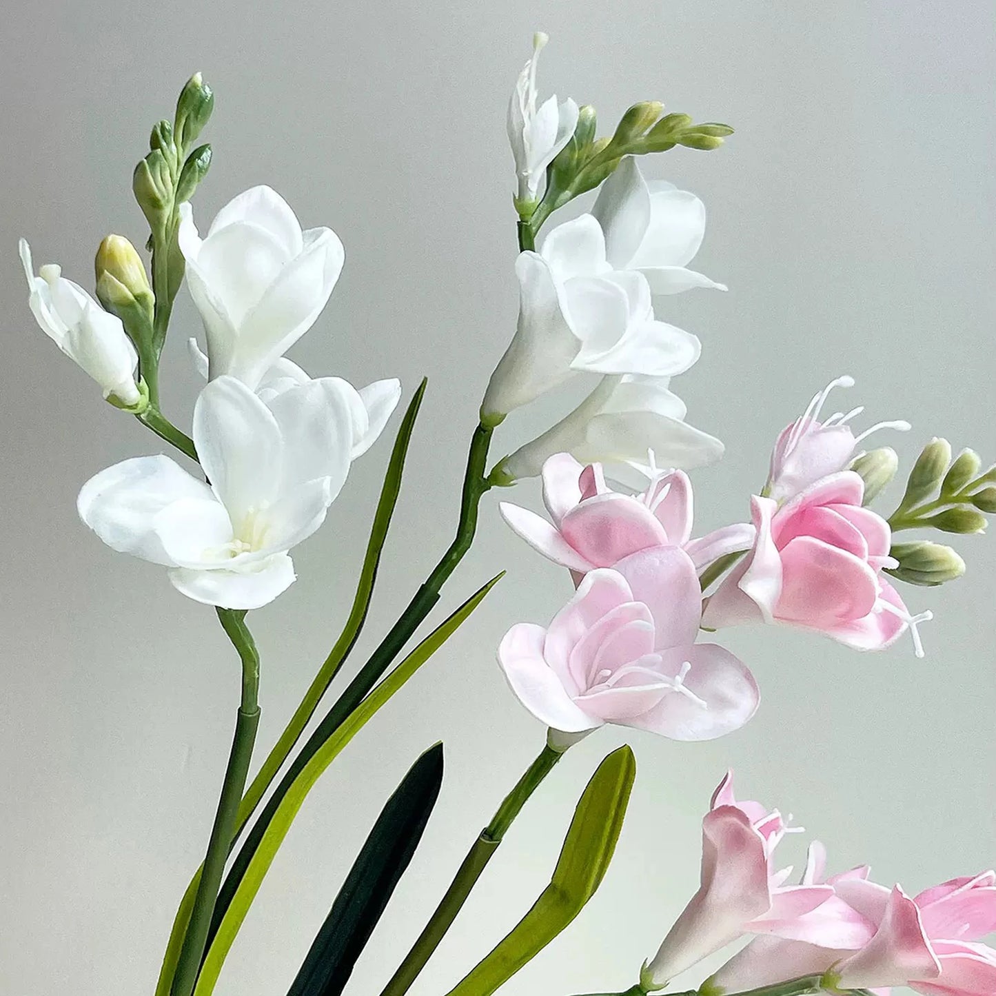 Freesia Bloom Stem