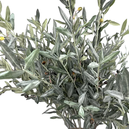 Olive Grove Stem
